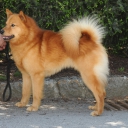 Finnish Spitz